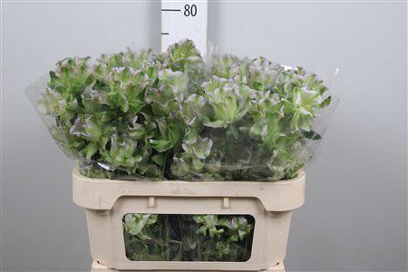 <h4>Camp M Evergreen Lavender</h4>
