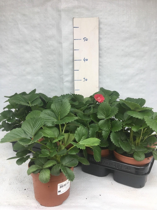 <h4>FRAG TOSCANA</h4>