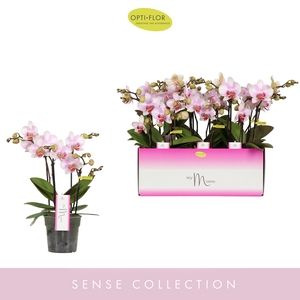 PHAL OPTI MYMONRO MAKE UP 4 SPIKE