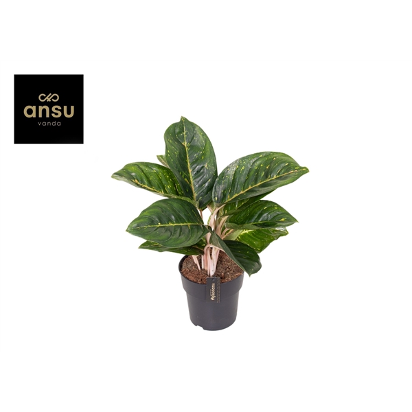 <h4>Aglaonema Spring Red Green</h4>