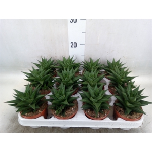 Haworthia limifolia
