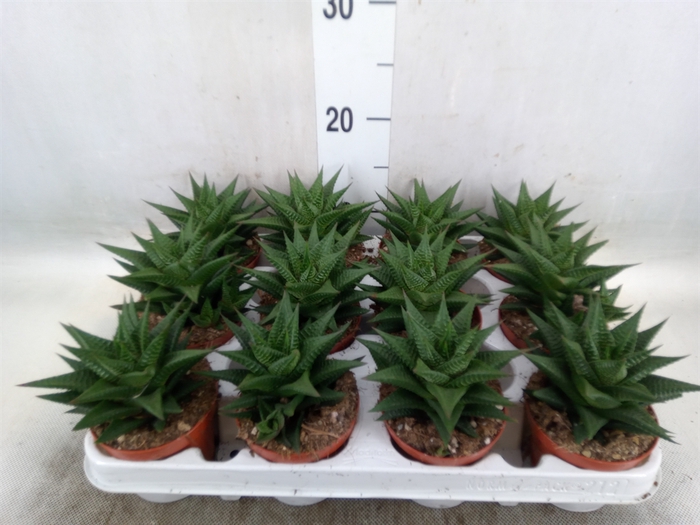 <h4>Haworthia limifolia</h4>