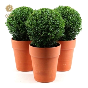 Buxus semp. Ball Ø20cm P17 in Ceramic Terracotta