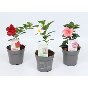 Dipladenia 'Rio' gemengd