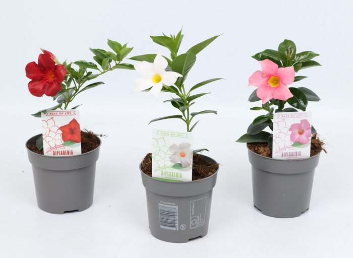 <h4>Dipladenia 'Rio' gemengd</h4>