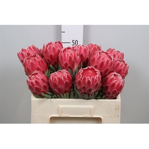 Protea Venus