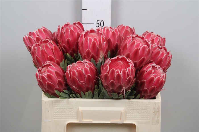 <h4>Protea Venus</h4>
