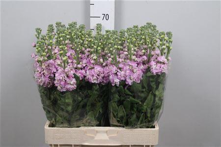 <h4>Matth Mathilda Pink</h4>