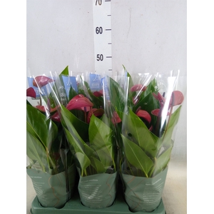 Anthurium andr. 'Pure Purple'
