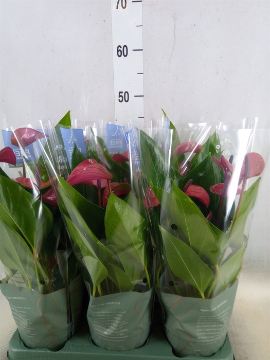 <h4>Anthurium andr. 'Pure Purple'</h4>