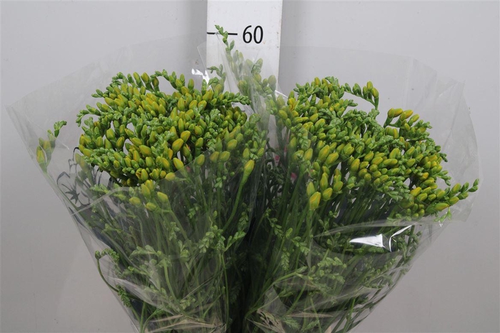 <h4>Fr Du Soleil</h4>