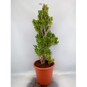 Crassula ovata