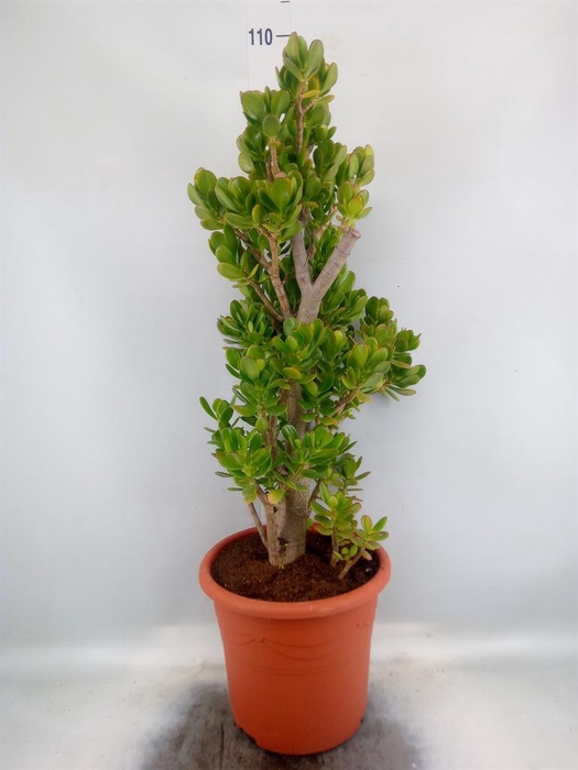 <h4>Crassula ovata</h4>