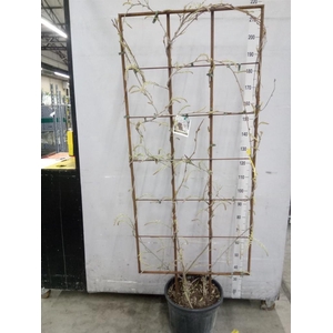 Wisteria florib. 'Alba'