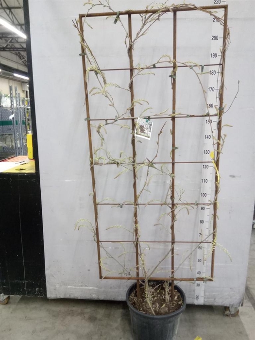 <h4>Wisteria florib. 'Alba'</h4>