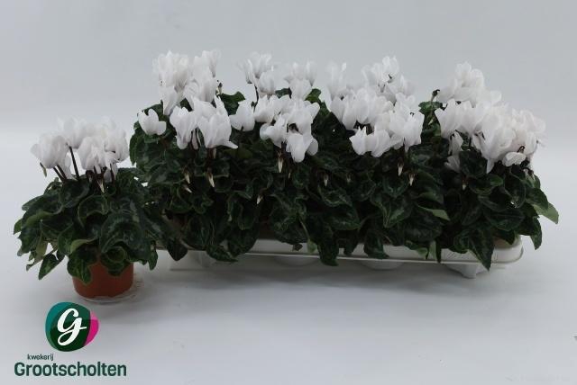 <h4>CYCL MD SUP ALLURE</h4>