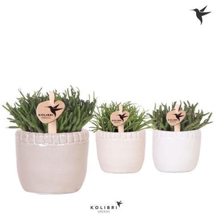 Kolibri Greens Rhipsalis mix in Stones pot mix