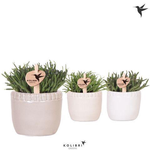 <h4>Kolibri Greens Rhipsalis mix in Stones pot mix</h4>