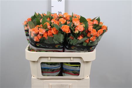 <h4>R Tr Coral Bubbles</h4>