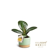 FICUS ELASTICA P7 SOFIA WB MATCHA