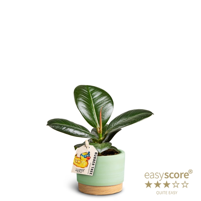 FICUS ELASTICA P7 SOFIA WB MATCHA