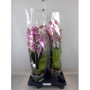 Phalaenopsis  'Marvellous Pink Sp'