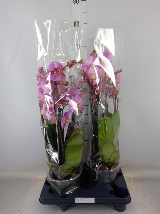 <h4>Phalaenopsis  'Marvellous Pink Sp'</h4>