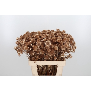 Astrantia Kl Bh Antiek Goud