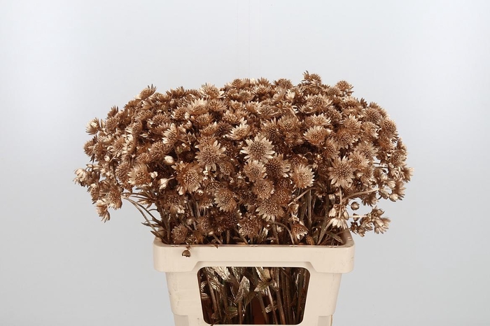 <h4>Astrantia Kl Bh Antiek Goud</h4>