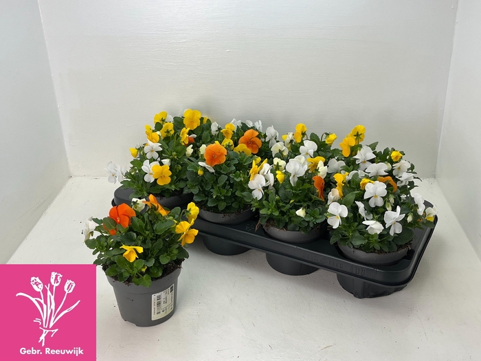 <h4>VIO TRICOLOR</h4>