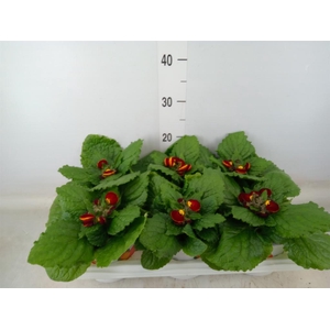Calceolaria  'Calynopsis Yellow Re'