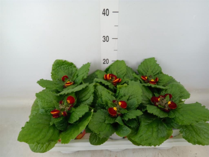 <h4>Calceolaria  'Calynopsis Yellow Re'</h4>