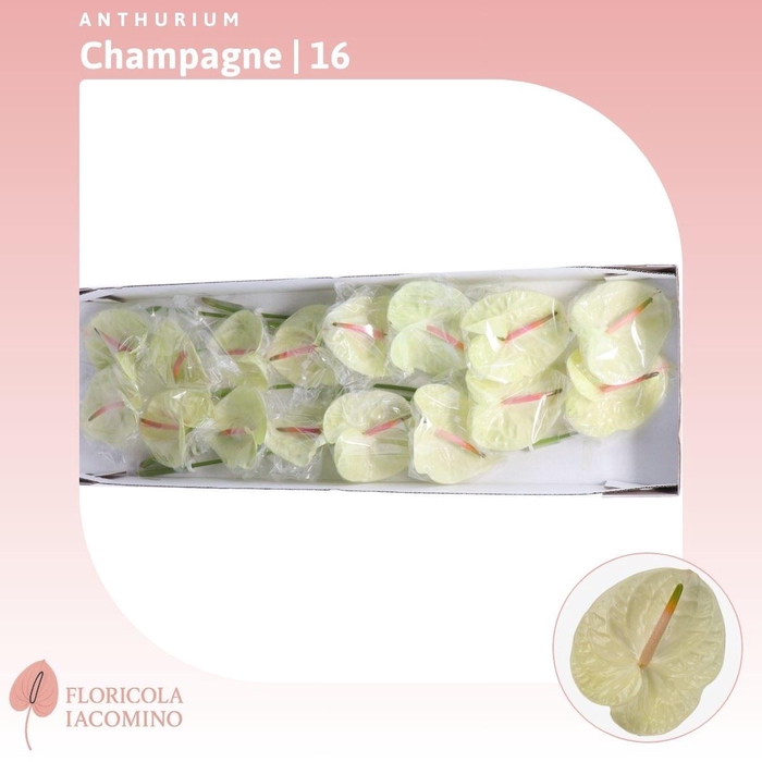 <h4>Anthurium Champagne</h4>