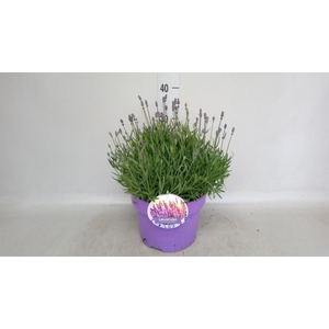 Lavandula angus. 'Hidcote'