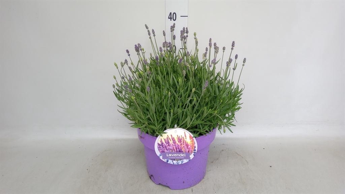 <h4>Lavandula angus. 'Hidcote'</h4>
