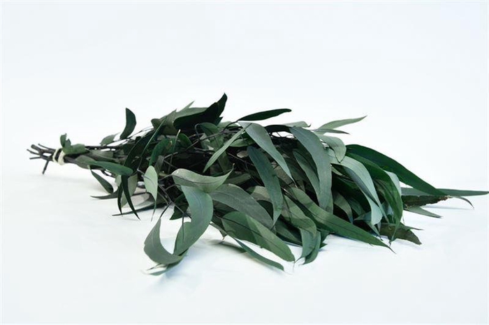 Euca. Willow Gepreserveerd