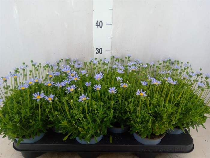 <h4>Felicia amell. 'Felicitara Blue'</h4>