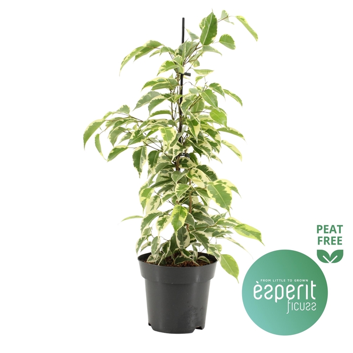 <h4>Ficus benjamina Samantha®</h4>