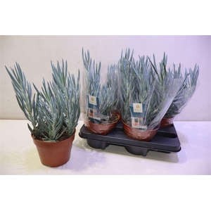 arr8 Curio Fic Blues