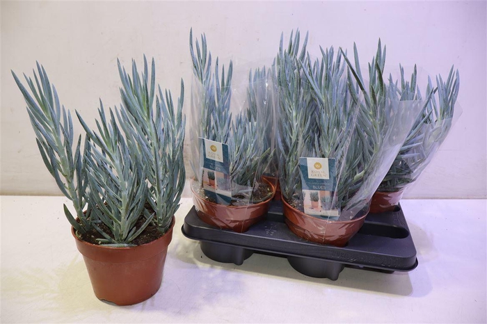 <h4>arr8 Curio Fic Blues</h4>