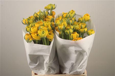 <h4>Ran El. Yellow Ex</h4>