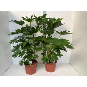 FATSI JAPONICA
