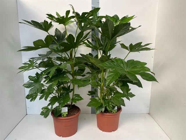 FATSI JAPONICA