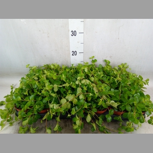 Peperomia rotundifolia