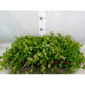 Peperomia rotundifolia