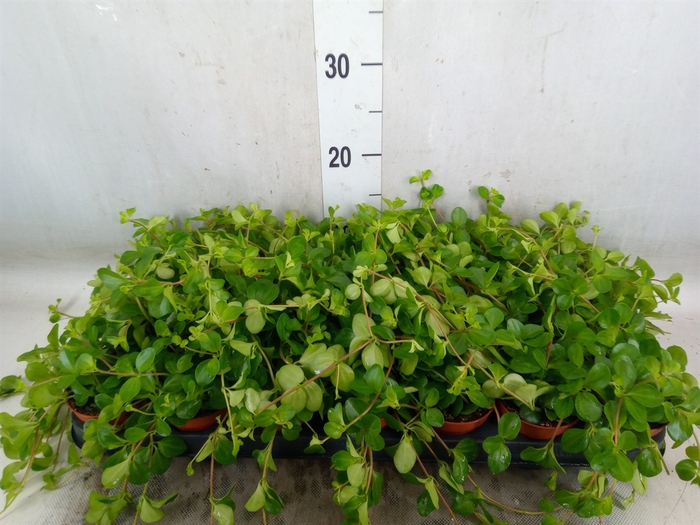 <h4>Peperomia rotundifolia</h4>