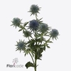Eryngium magnetar