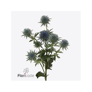 Eryngium magnetar