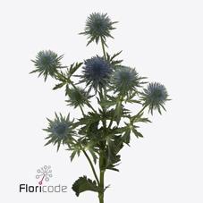 <h4>Eryngium magnetar</h4>