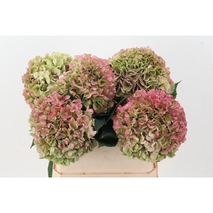 Hydr M Roy Grande Cl